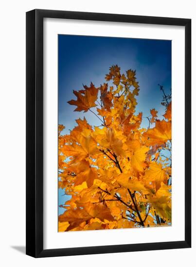 Autumn Leaves-null-Framed Photo