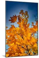 Autumn Leaves-null-Mounted Photo