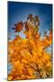 Autumn Leaves-null-Mounted Photo