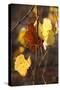 Autumn Leaves-Lance Kuehne-Stretched Canvas