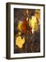 Autumn Leaves-Lance Kuehne-Framed Photographic Print