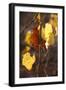 Autumn Leaves-Lance Kuehne-Framed Photographic Print