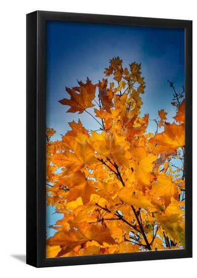 Poster, , large