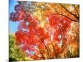 Wood Mount