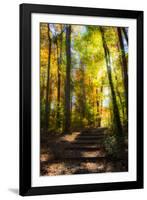 Autumn Light I-Alan Hausenflock-Framed Photographic Print