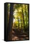 Autumn Light II-Alan Hausenflock-Framed Stretched Canvas