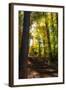 Autumn Light II-Alan Hausenflock-Framed Photographic Print