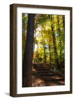 Autumn Light II-Alan Hausenflock-Framed Photographic Print