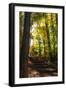 Autumn Light II-Alan Hausenflock-Framed Photographic Print