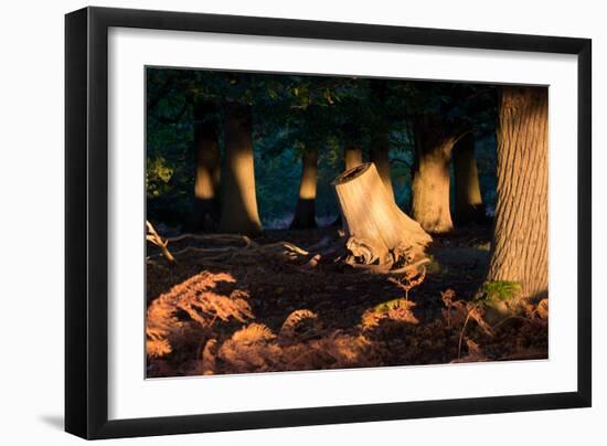 Autumn Light Penetrates a Forested Area of Richmond Park-Alex Saberi-Framed Photographic Print