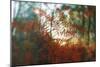 Autumn Light-Viviane Fedieu Daniel-Mounted Photographic Print