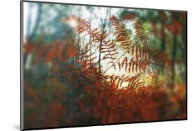 Autumn Light-Viviane Fedieu Daniel-Mounted Photographic Print