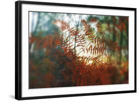 Autumn Light-Viviane Fedieu Daniel-Framed Photographic Print