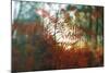 Autumn Light-Viviane Fedieu Daniel-Mounted Photographic Print