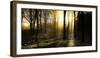 Autumn Lights-Adelino Gonçalves-Framed Photographic Print