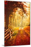 Autumn Lights-Philippe Sainte-Laudy-Mounted Photographic Print