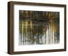 Autumn Mallards-Bruce Dumas-Framed Giclee Print