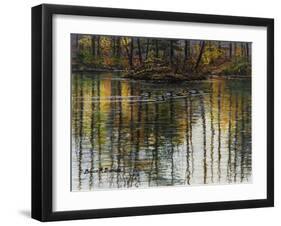 Autumn Mallards-Bruce Dumas-Framed Giclee Print