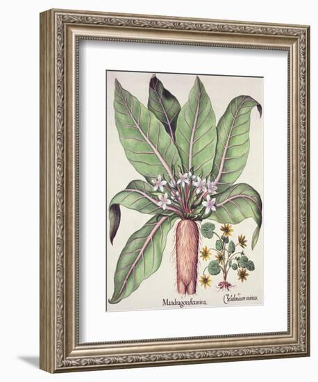 Autumn Mandrake, from the Hortus Eystettensis by Basil Besler-null-Framed Giclee Print