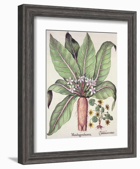 Autumn Mandrake, from the Hortus Eystettensis by Basil Besler-null-Framed Giclee Print