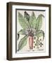 Autumn Mandrake, from the Hortus Eystettensis by Basil Besler-null-Framed Giclee Print