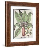 Autumn Mandrake, from the Hortus Eystettensis by Basil Besler-null-Framed Giclee Print