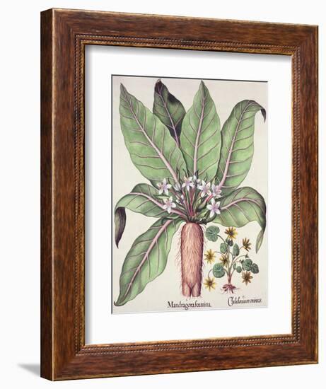 Autumn Mandrake, from the Hortus Eystettensis by Basil Besler-null-Framed Giclee Print