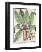 Autumn Mandrake, from the Hortus Eystettensis by Basil Besler-null-Framed Giclee Print