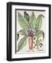 Autumn Mandrake, from the Hortus Eystettensis by Basil Besler-null-Framed Giclee Print