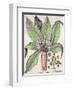 Autumn Mandrake, from the Hortus Eystettensis by Basil Besler-null-Framed Giclee Print