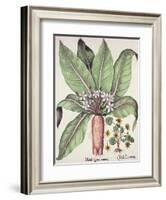 Autumn Mandrake, from the Hortus Eystettensis by Basil Besler-null-Framed Giclee Print