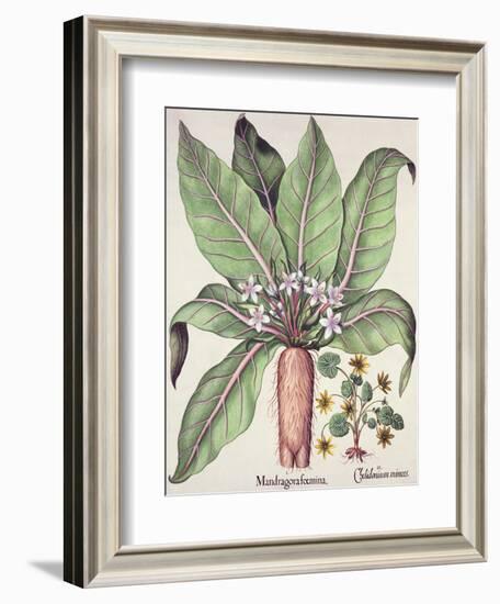 Autumn Mandrake, from the Hortus Eystettensis by Basil Besler-null-Framed Giclee Print