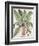 Autumn Mandrake, from the Hortus Eystettensis by Basil Besler-null-Framed Giclee Print