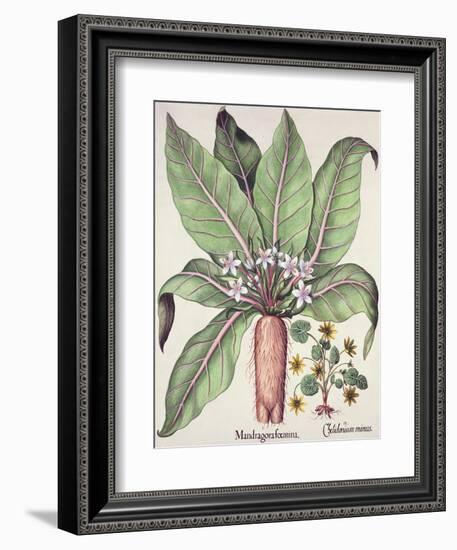 Autumn Mandrake, from the Hortus Eystettensis by Basil Besler-null-Framed Giclee Print