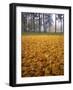 Autumn, Manito Park, Spokane, Washington, USA-Charles Gurche-Framed Photographic Print