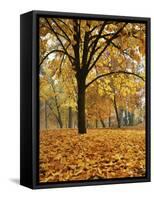 Autumn, Manito Park, Spokane, Washington, USA-Charles Gurche-Framed Stretched Canvas