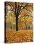 Autumn, Manito Park, Spokane, Washington, USA-Charles Gurche-Stretched Canvas