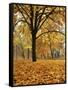 Autumn, Manito Park, Spokane, Washington, USA-Charles Gurche-Framed Stretched Canvas