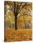 Autumn, Manito Park, Spokane, Washington, USA-Charles Gurche-Stretched Canvas