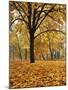 Autumn, Manito Park, Spokane, Washington, USA-Charles Gurche-Mounted Premium Photographic Print