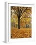 Autumn, Manito Park, Spokane, Washington, USA-Charles Gurche-Framed Photographic Print