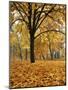 Autumn, Manito Park, Spokane, Washington, USA-Charles Gurche-Mounted Photographic Print