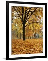 Autumn, Manito Park, Spokane, Washington, USA-Charles Gurche-Framed Photographic Print