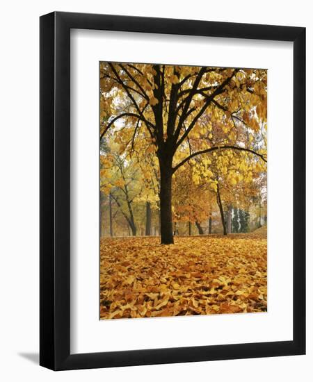 Autumn, Manito Park, Spokane, Washington, USA-Charles Gurche-Framed Photographic Print