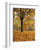 Autumn, Manito Park, Spokane, Washington, USA-Charles Gurche-Framed Photographic Print