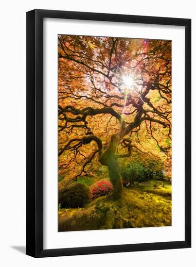 Autumn Maple and Sun, Japanese Garden Portland Oregon-Vincent James-Framed Premium Photographic Print