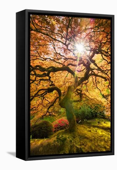 Autumn Maple and Sun, Japanese Garden Portland Oregon-Vincent James-Framed Stretched Canvas