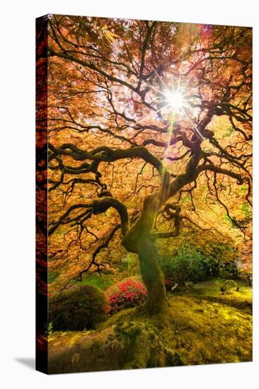 Autumn Maple and Sun, Japanese Garden Portland Oregon-Vincent James-Stretched Canvas