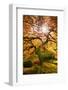 Autumn Maple and Sun, Japanese Garden Portland Oregon-Vincent James-Framed Photographic Print