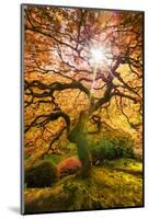 Autumn Maple and Sun, Japanese Garden Portland Oregon-Vincent James-Mounted Photographic Print